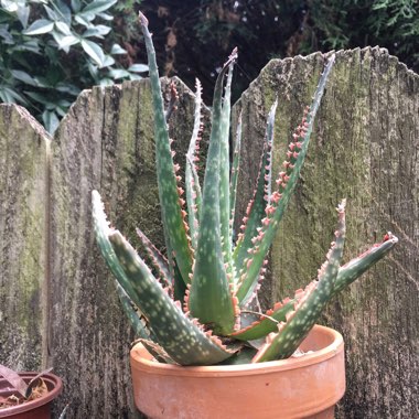 Aloe 'Coral Fire'