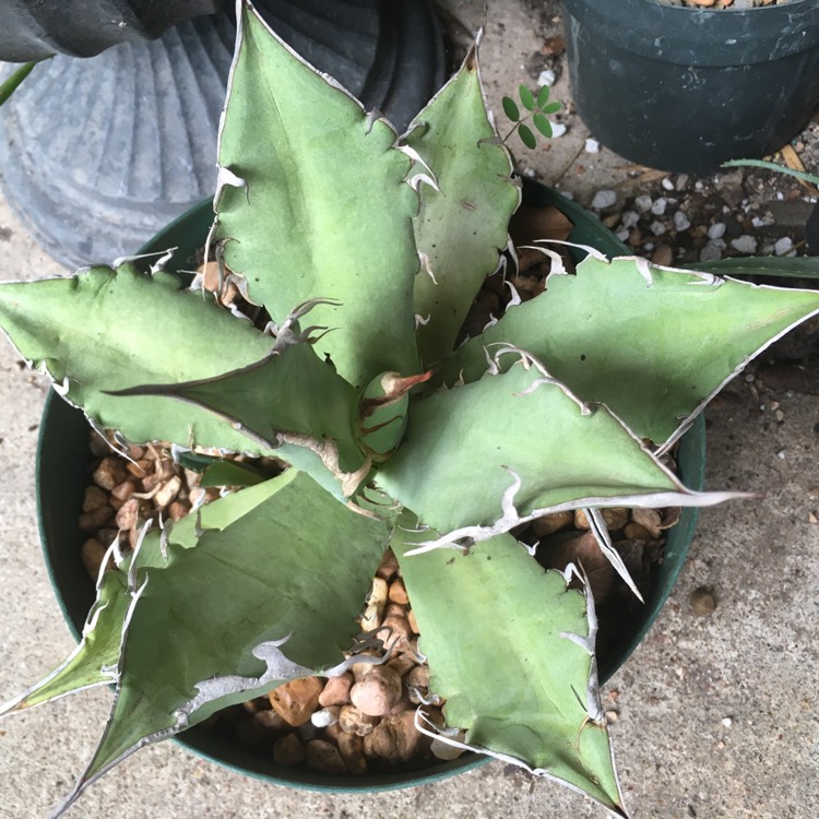 Plant image Agave Titanota