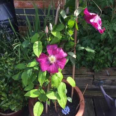 Clematis 'Rouge Cardinal'