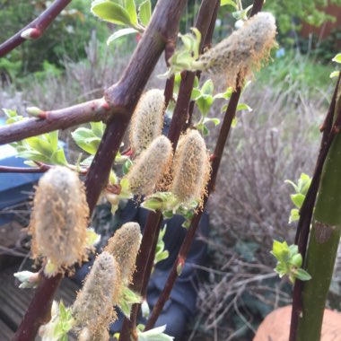 Salix caprea 'Kilmarnock' syn. Salix caprea 'Pendula', Salix caprea var. pendula