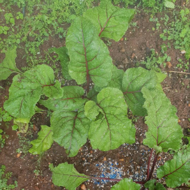 Plant image Beta Vulgaris 'Detroit Dark Red Beet'