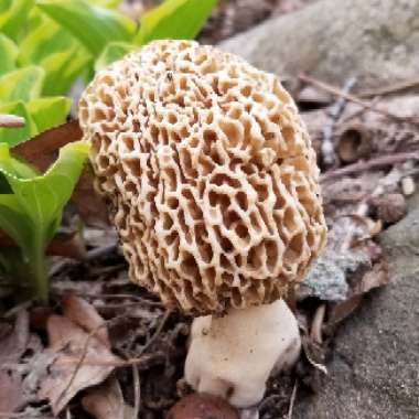 Morel Mushroom