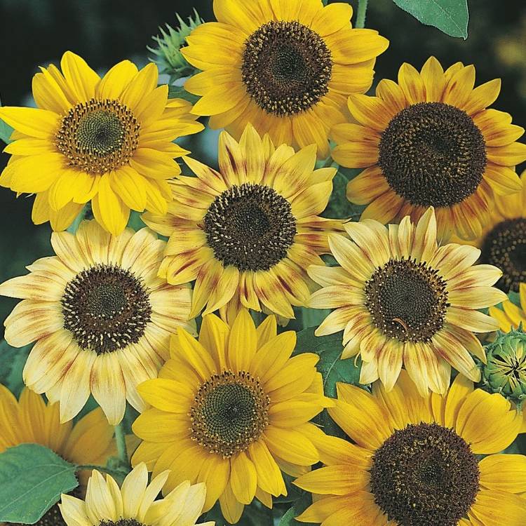 Plant image Helianthus annuus 'Sunburst'