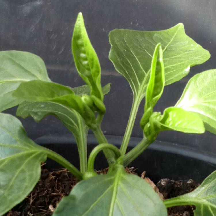 Plant image Capsicum Annuum 'Hungarian Wax'