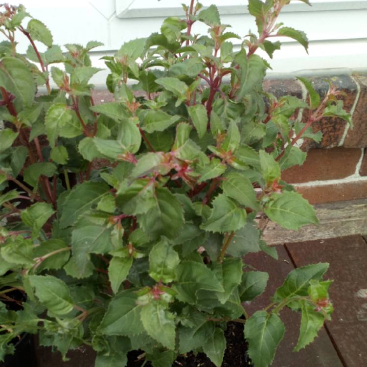 Plant image Fuchsia 'Beacon'