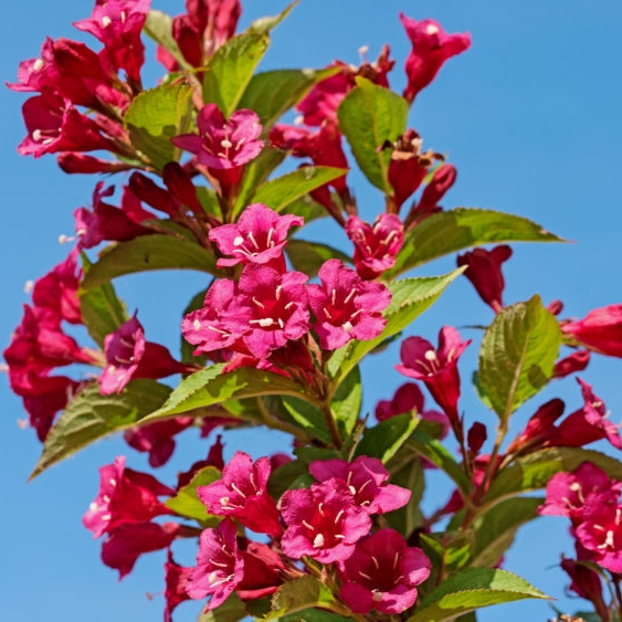 Plant image Weigela 'Bristol Ruby'