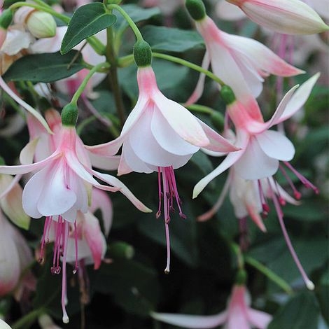 Plant image Fuchsia 'Bella Sophia'