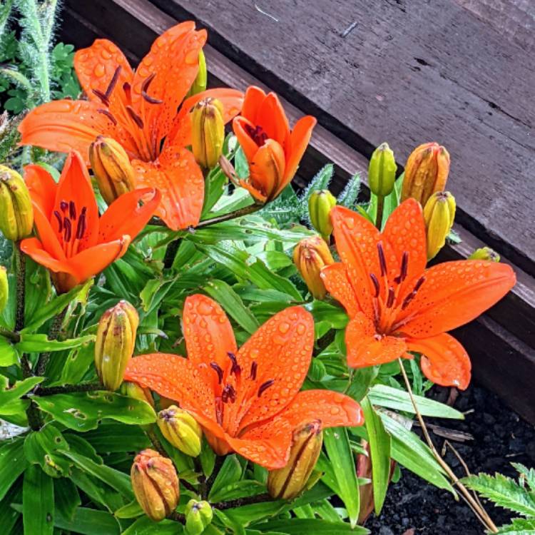 Plant image Lilium 'Orange Pixie'