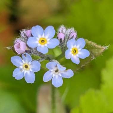 Forget-Me-Not