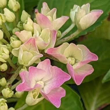 Hydrangea