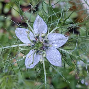 Love-in-a-mist