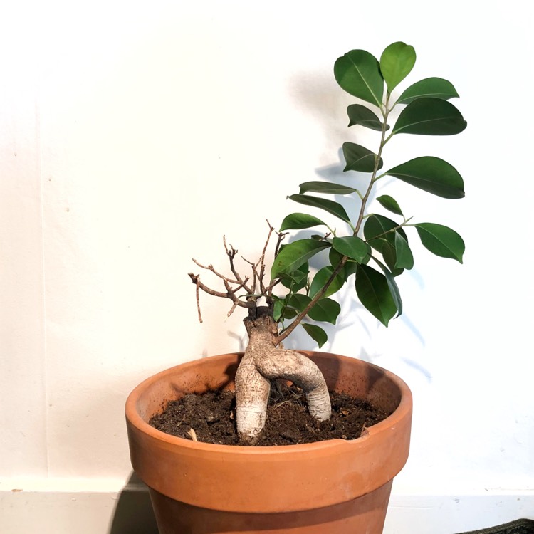 Plant image Ficus Microcarpa Retusa