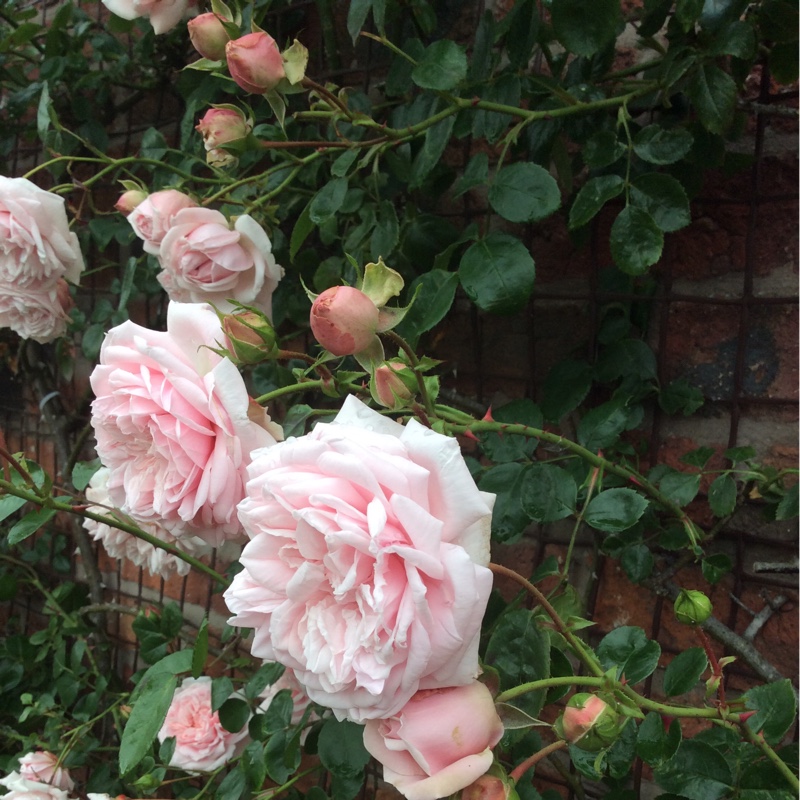 Rose 'Wildeve' (Shrub)