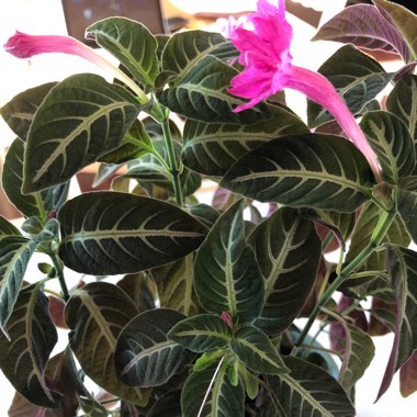 Ruellia makoyana