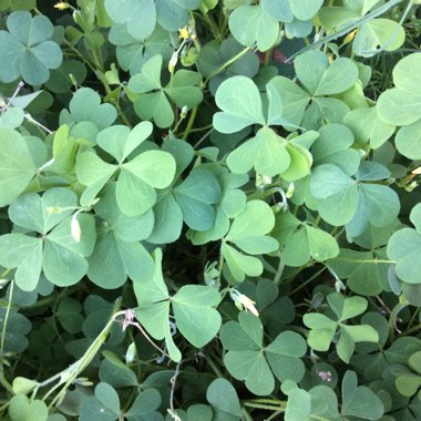 Oxalis