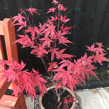 Japanese Maple 'Atropurpureum'