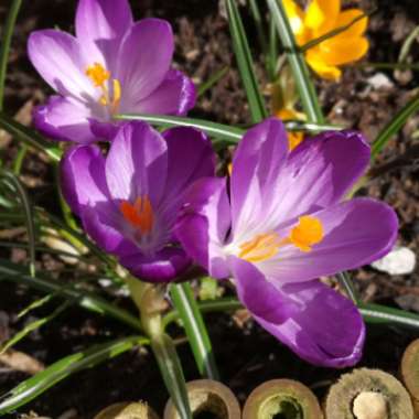 Crocus (Spring)