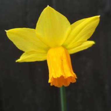 Daffodil 'Jetfire' (Cyclamineus)