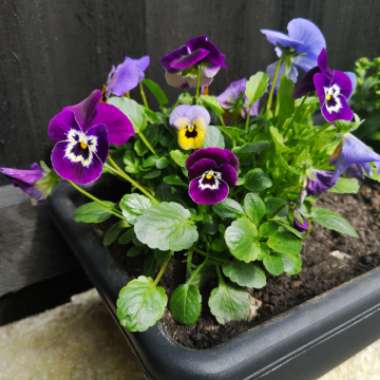 Horned Pansy 'Black Jack'