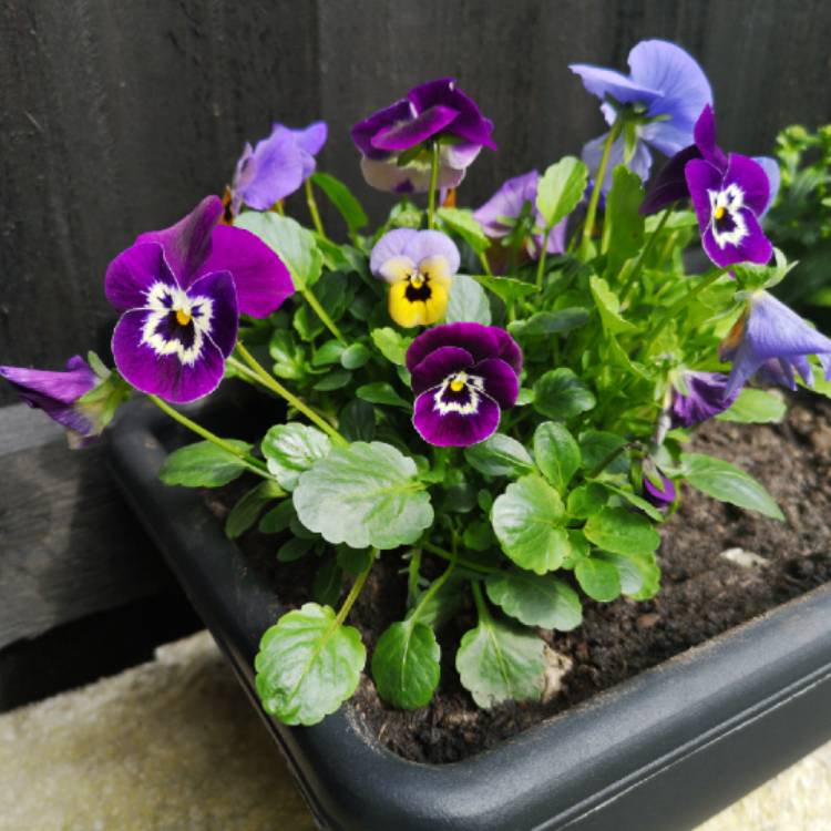 Plant image Viola Cornuta 'Black Jack'