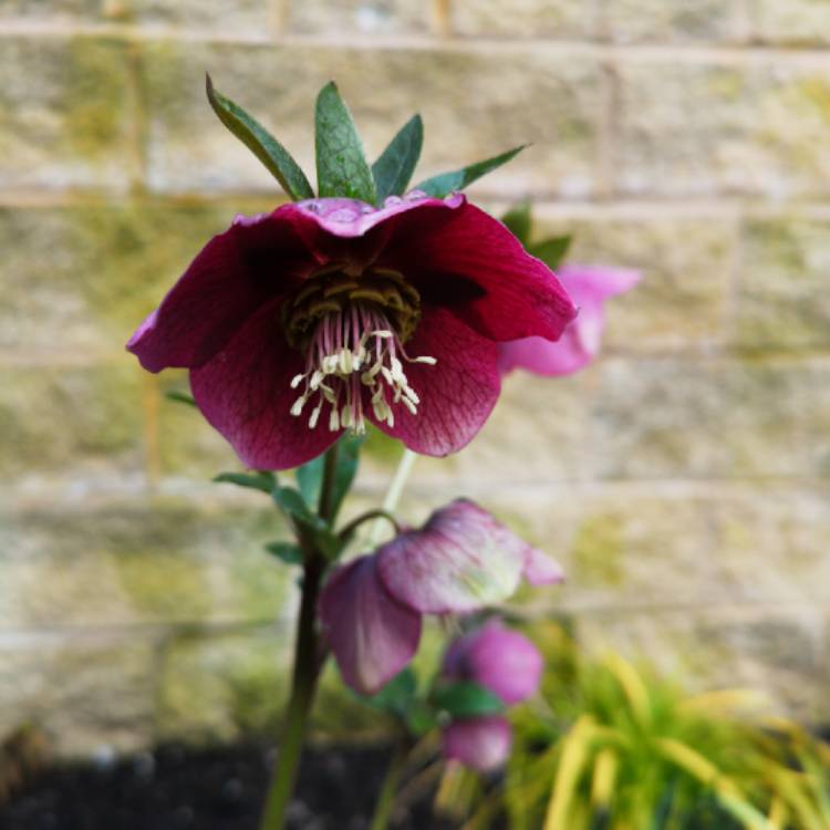 Plant image Helleborus x hybridus 'Double Ellen Pink' (Double Ellen Series)