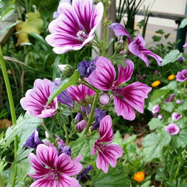 Malva 'Magic Hollyhock'