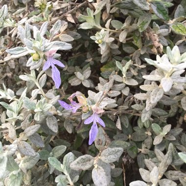 Shrubby Germander 'Compactum'