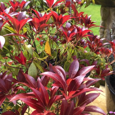 Pieris 'Mountain Fire'