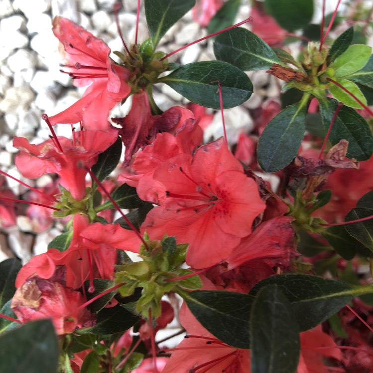 Plant image Rhododendron japonica 'Galathea'