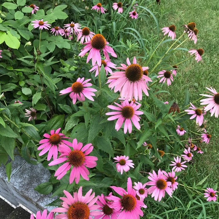 Plant image Echinacea purpurea 'Kim's Knee High'