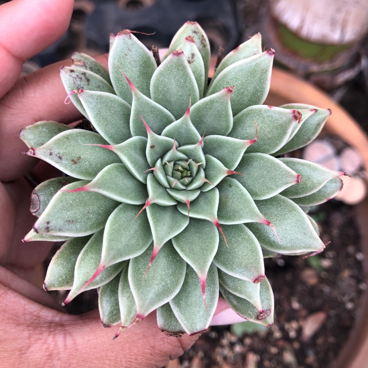 Plant image Graptopetalum Filiferum