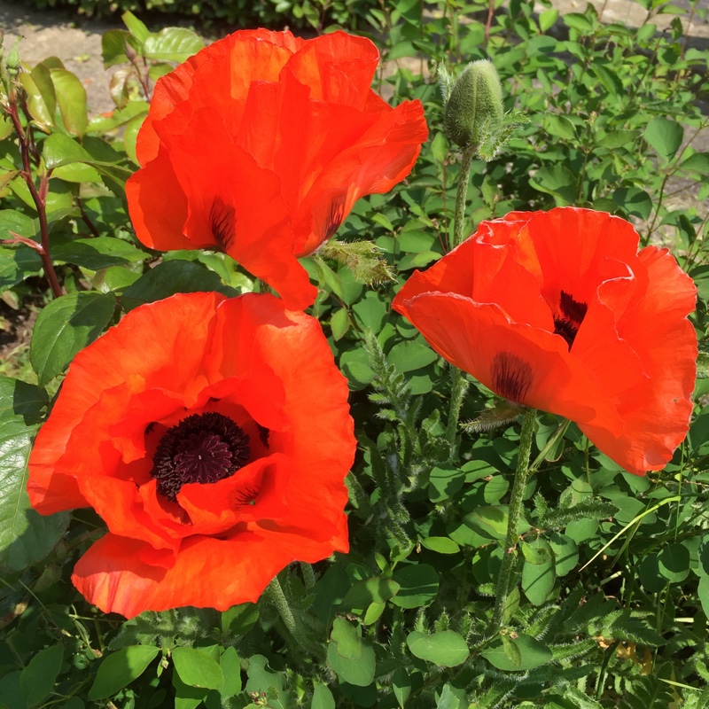 Oriental poppy 'Patty's Plum'