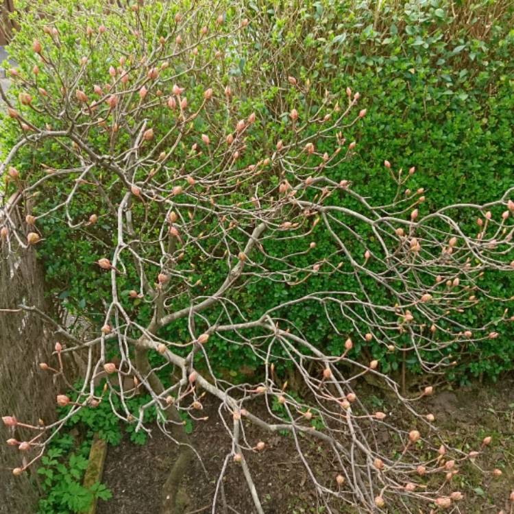 Plant image Rhododendron 'Luteum'