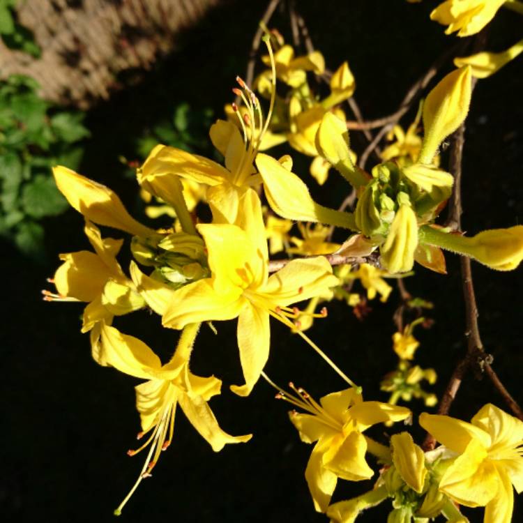 Plant image Rhododendron 'Luteum'