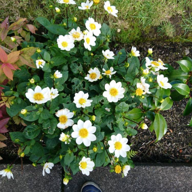 Plant image Dahlia 'Bishop of Dover'