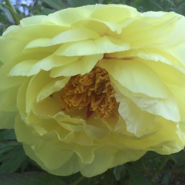 Yellow Delavay Peony