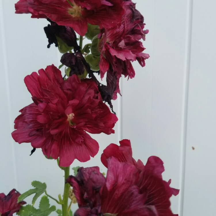 Plant image Alcea rosea 'Chater's Double Group Red'