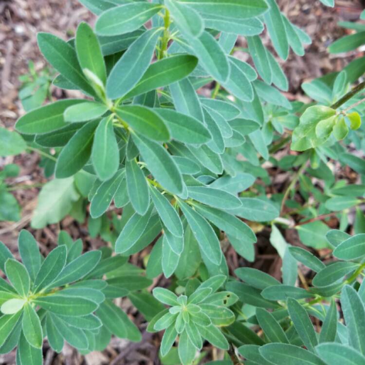 Plant image Euphorbia oblongata