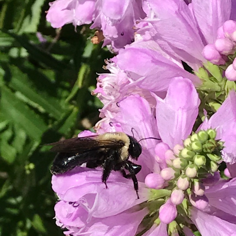 Plant image Physostegia virginiana 'Bouquet Rose'