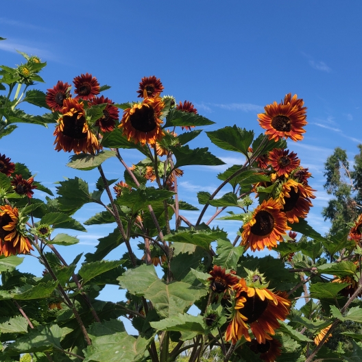 Plant image Helianthus annuus 'Earth Walker'