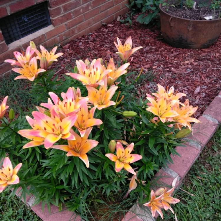 Plant image Lilium 'Ladylike'