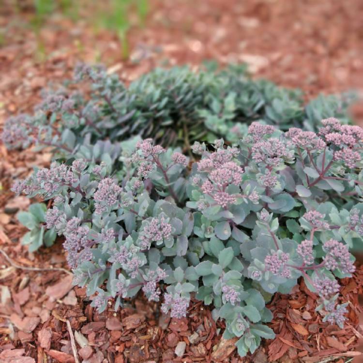 Plant image Sedum 'Sunsparkler Dazzleberry'