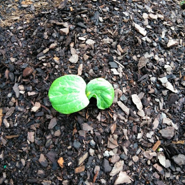 Plant image Cucurbita maxima 'Big Max'