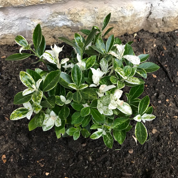 Plant image Euonymus fortunei 'Pierrolino'