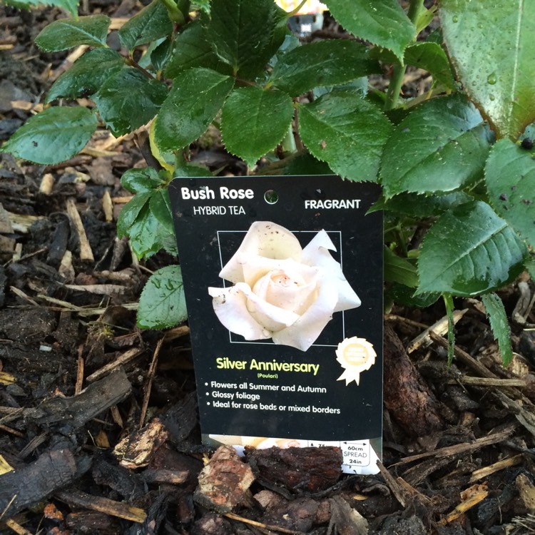 Plant image Rosa 'Poulari' syn. Rosa 'Silver Anniversary', Rosa 'Roy Black', Rosa 'Isis', Rosa 'Karen Blixen'