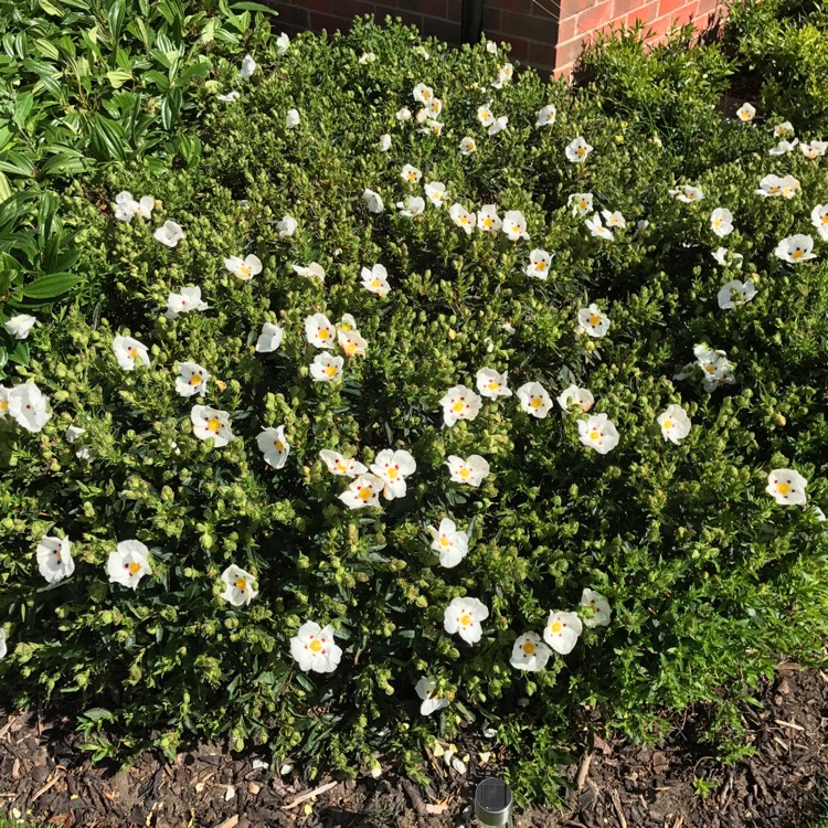 Plant image Cistus ladanifer var. sulcatus x C. ladanifer 'Blanche'