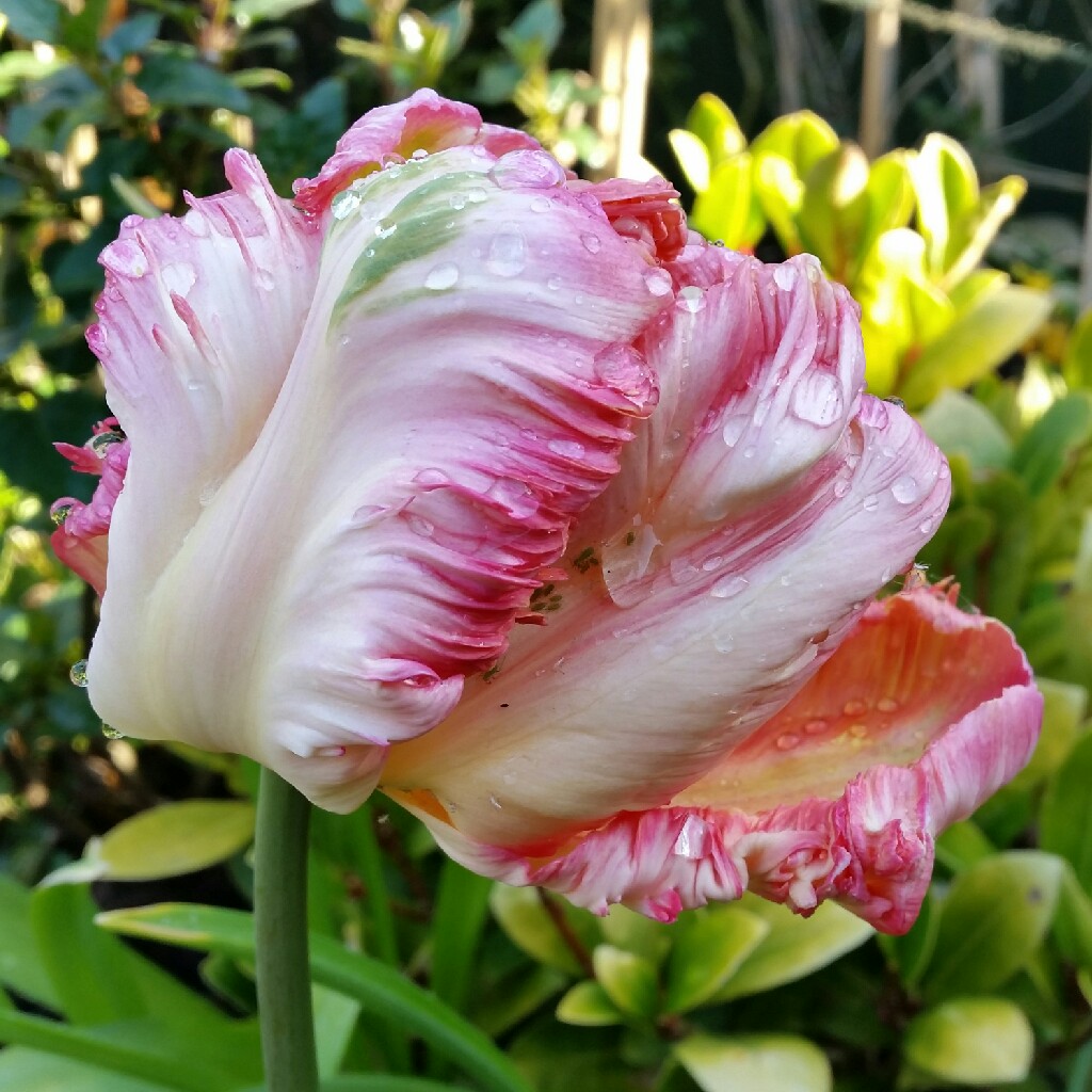 Tulip 'Apricot Parrot' (Parrot)