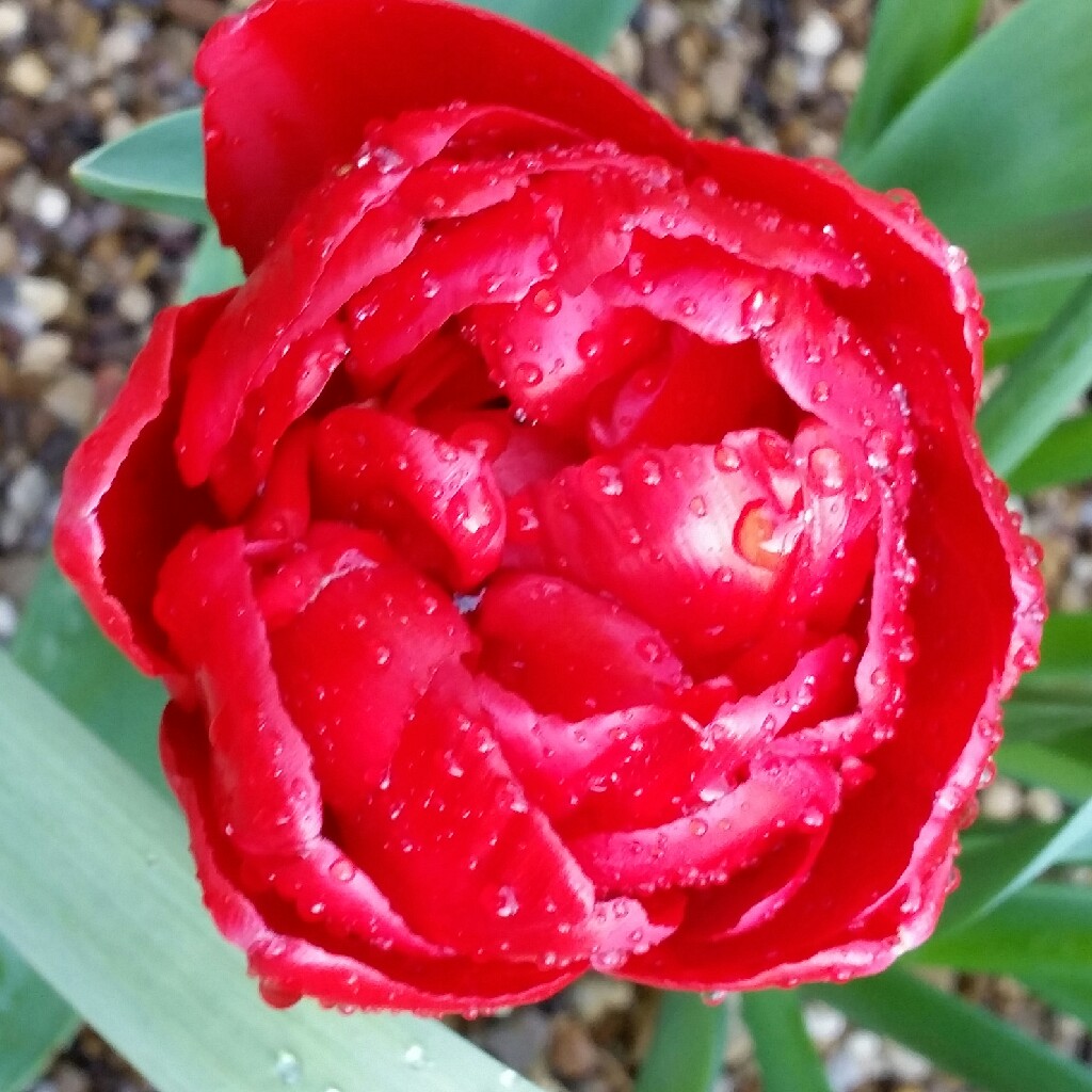 Tulip