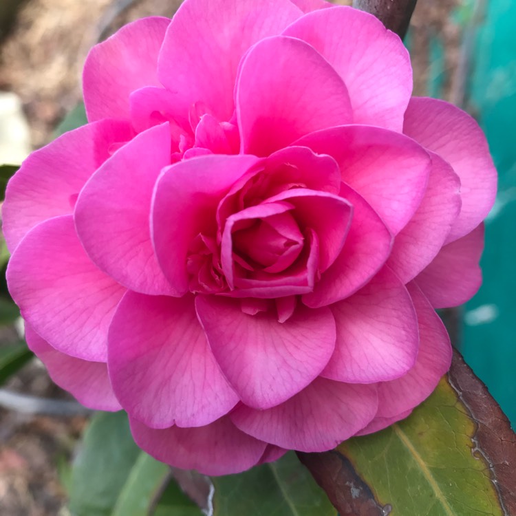 Plant image Camellia x williamsii 'Debbie'