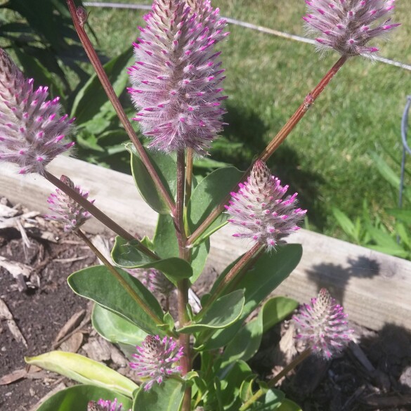 Plant image Ptilotus exaltatus 'Joey'